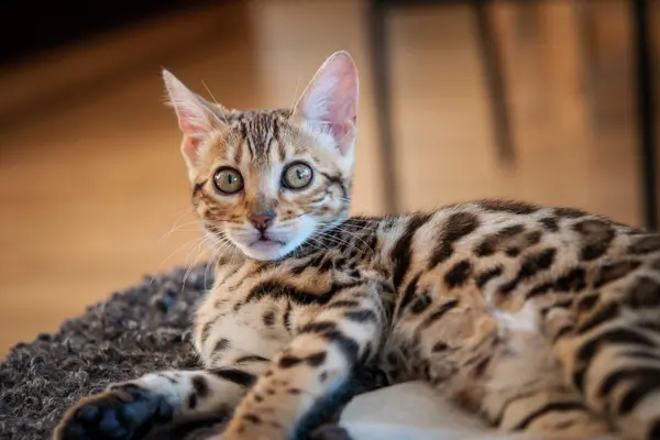 Bengal-Katze bengal-katze