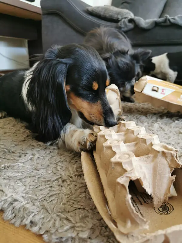 Dackel_Karton dackel_karton