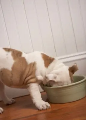 greenhero_kategorie_naepfe