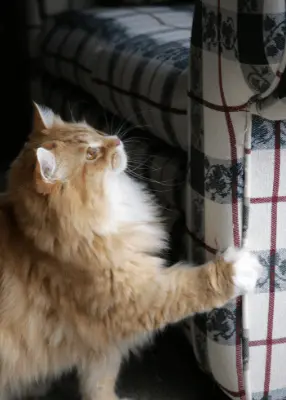 greenhero_katzen_erziehung