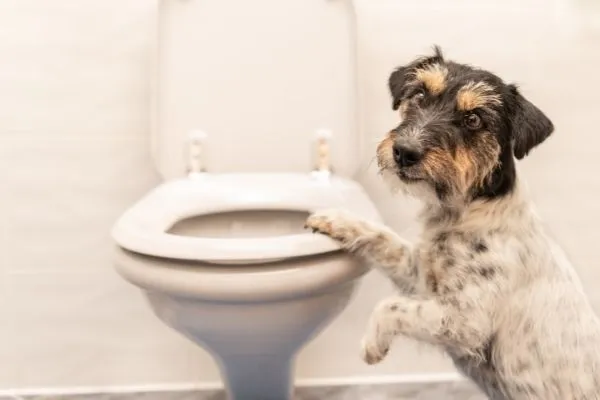 hund-toilette