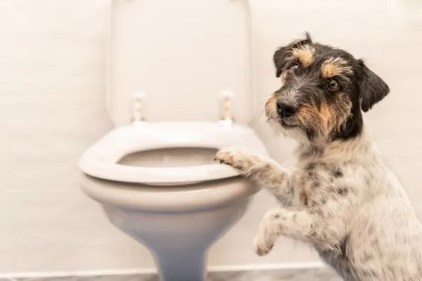 Hund-Toilette hund-toilette