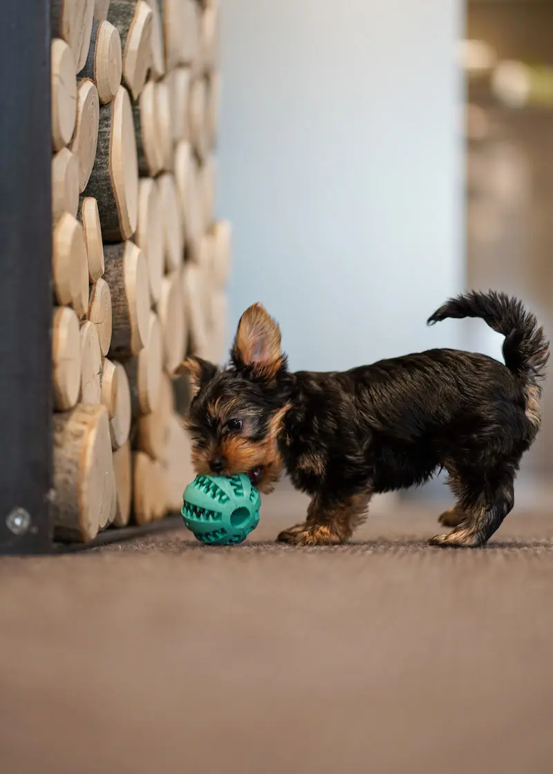 greenhero_zahnpflegeball_buddy_03