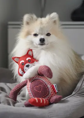 greenhero_kategorien_hunde_spielzeug