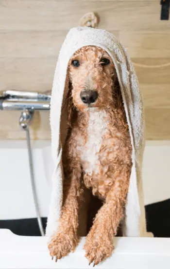 greenhero_hunde_fellpflege