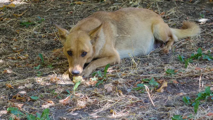 hund-schwanger hund-schwanger