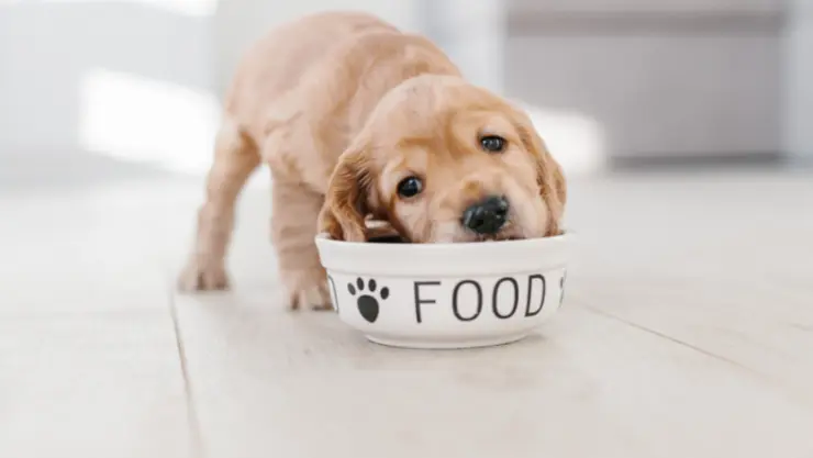 hund-allergie hund-allergie