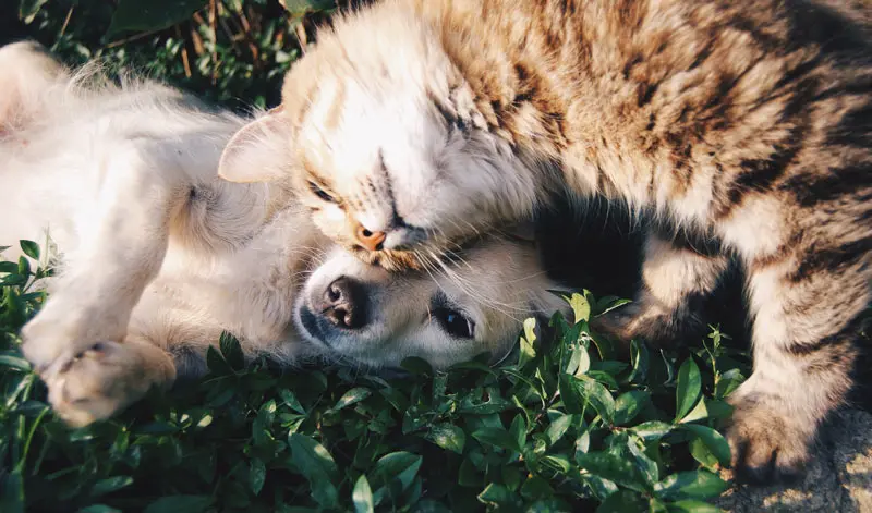 greenhero-hund-und-katze-kuscheln