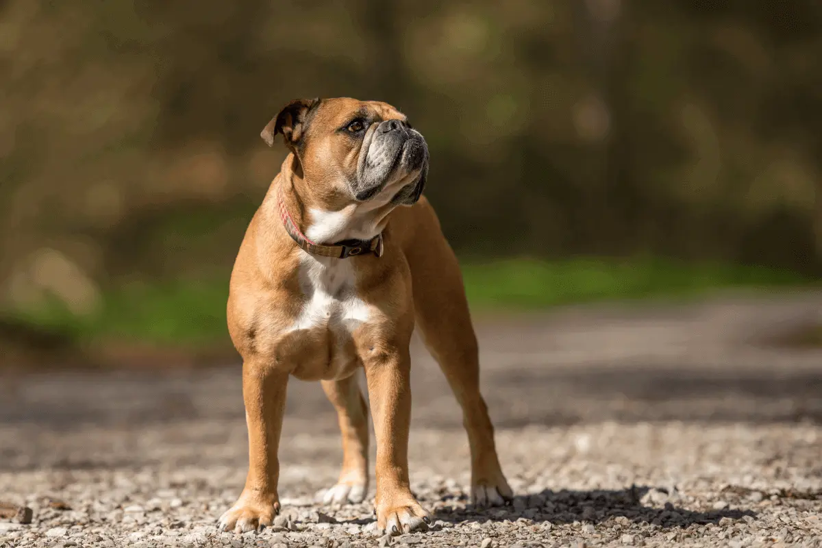 greenhero_blog_continental_bulldog