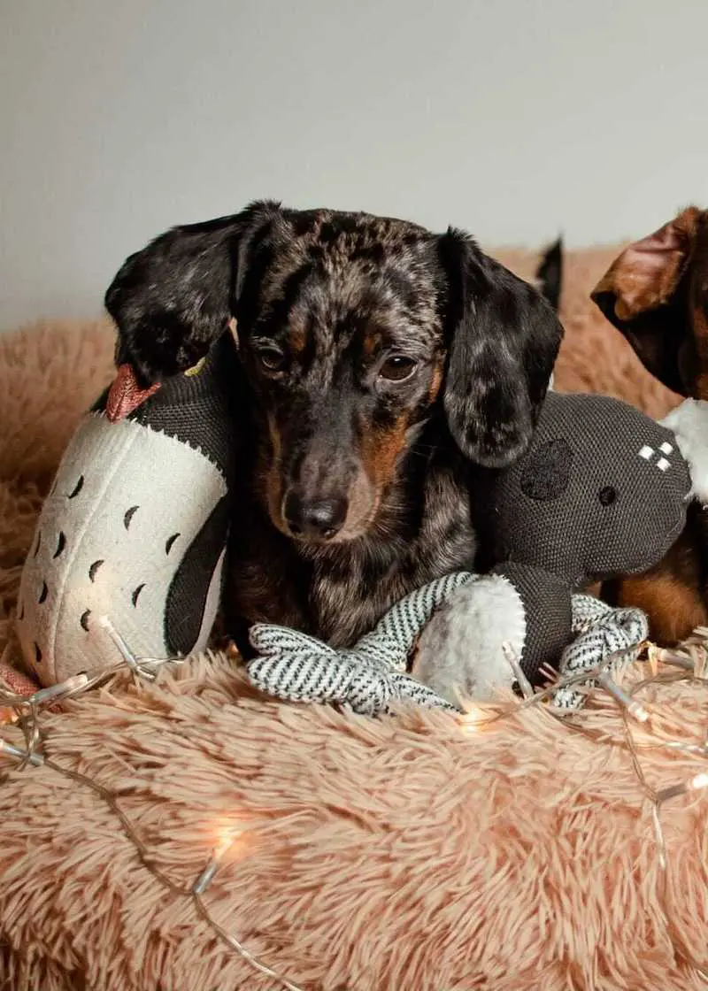 Hundespielzeug Koala