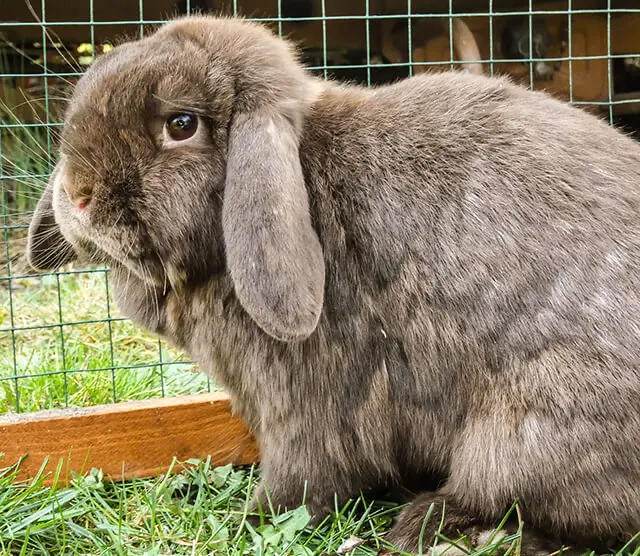 GreenHero_Kaninchen_ratgeber_titelbild greenhero_kaninchen_ratgeber_titelbild