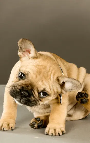 greenhero_hunde_floehe