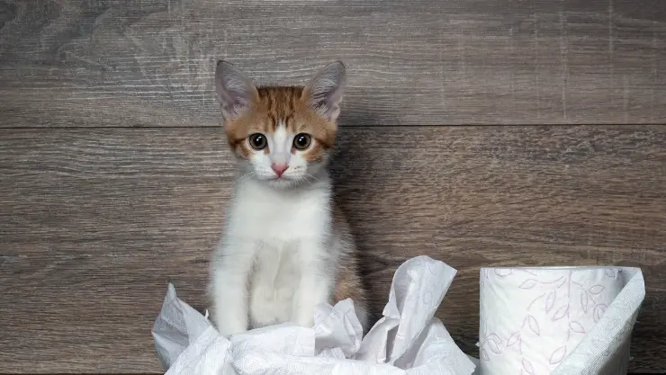 Katze-Verstopfung katze-verstopfungefa62