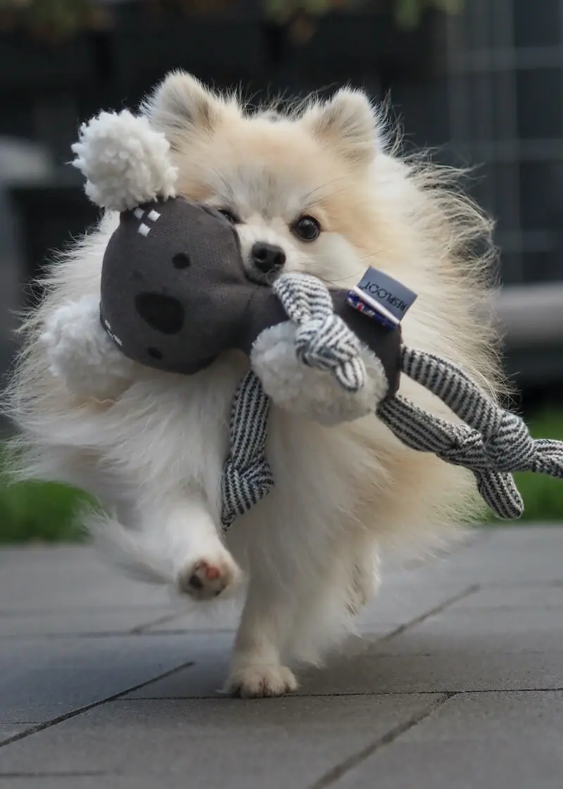 greenhero_hunde_spielzeug_koala_02