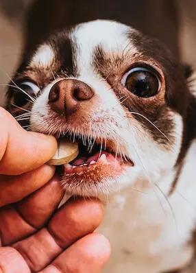 greenhero_hunde_vitamine