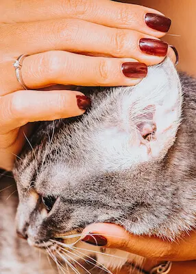 greenhero_katzen_milben