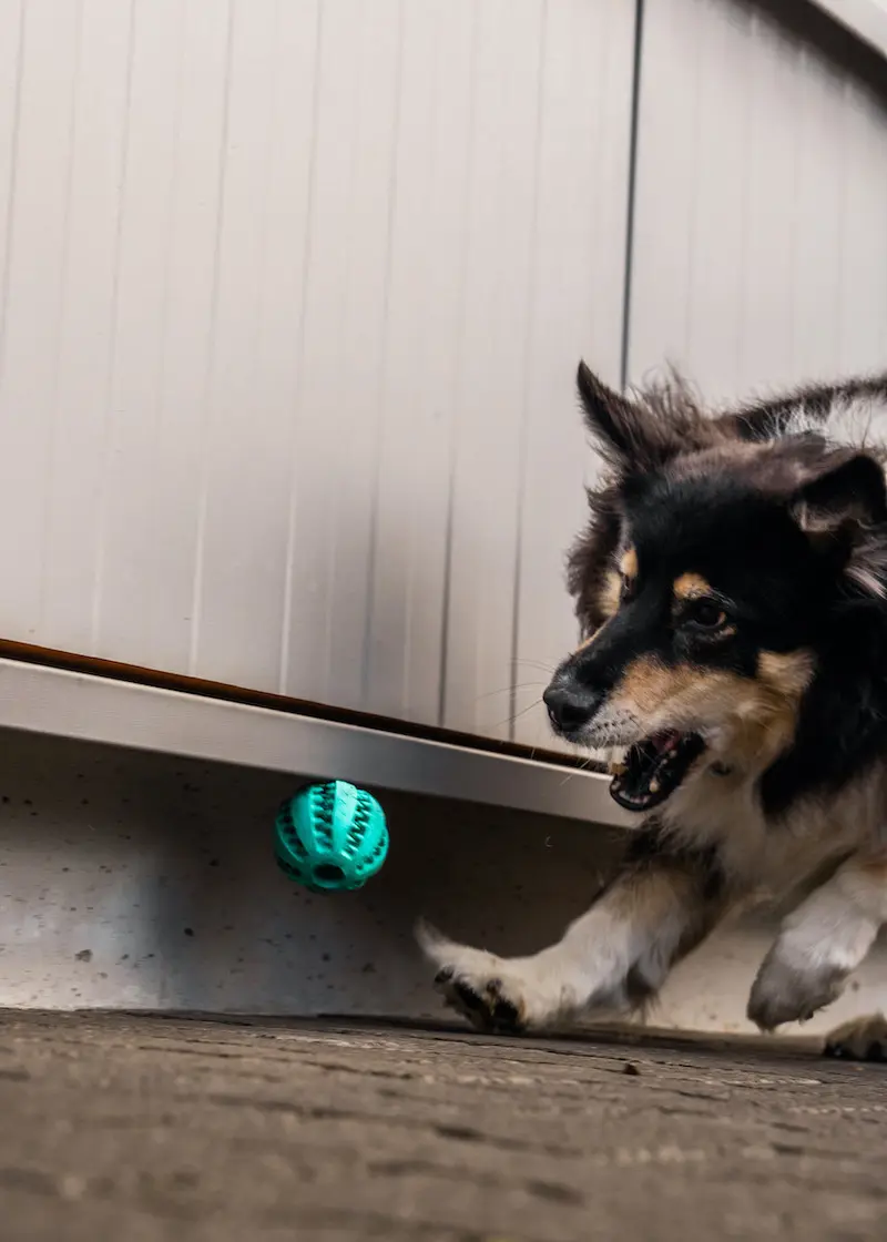 Zahnpflegeball Kauspielzeug für Hunde und Katzen