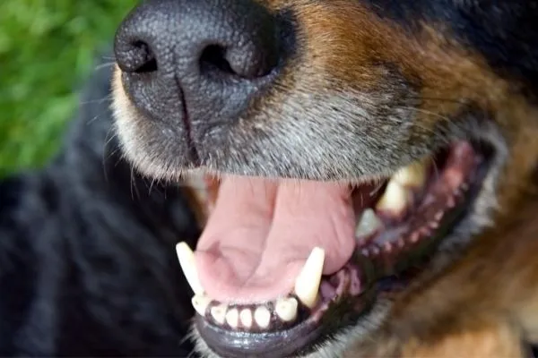 Hund-Mundgeruch hund-mundgeruch