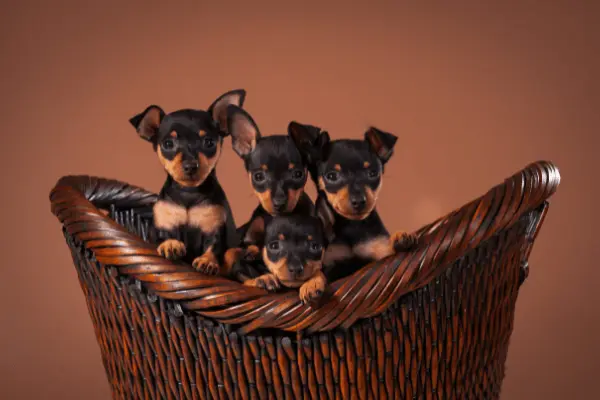 greenhero_ratgeber_zwergpinscher greenhero_ratgeber_zwergpinscher