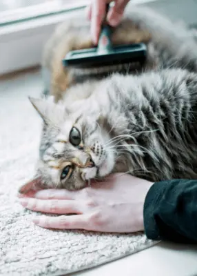 greenhero_katzen_fellpflege