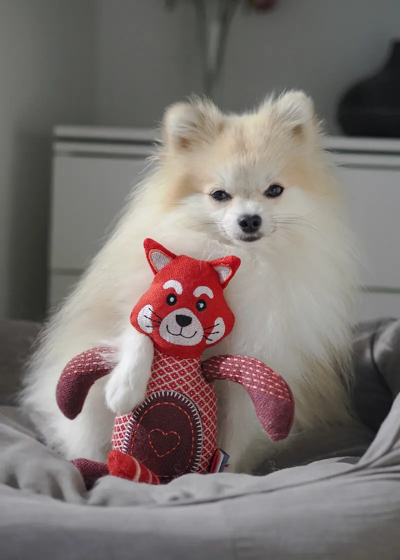 greenhero_hunde_spielzeug_roter_panther_02