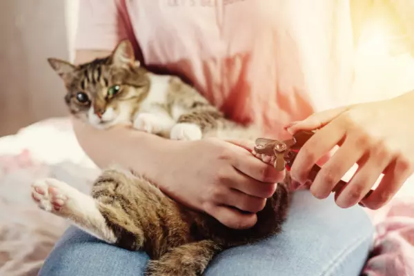 KatzenkrallenwuVC3a1UQC4CN katzenkrallenwuvc3a1uqc4cn