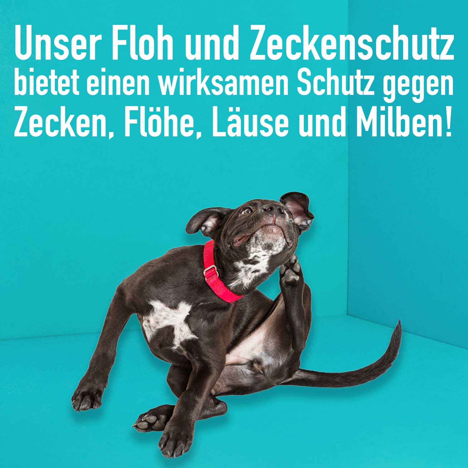 04_Green-Hero_Floh-und-Zeckenschutz_Anwendungsbild