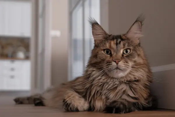 maine-coon-1