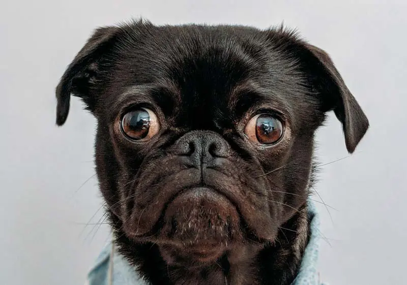 GreenHero-Hund-Vitamine greenhero-hund-vitamine