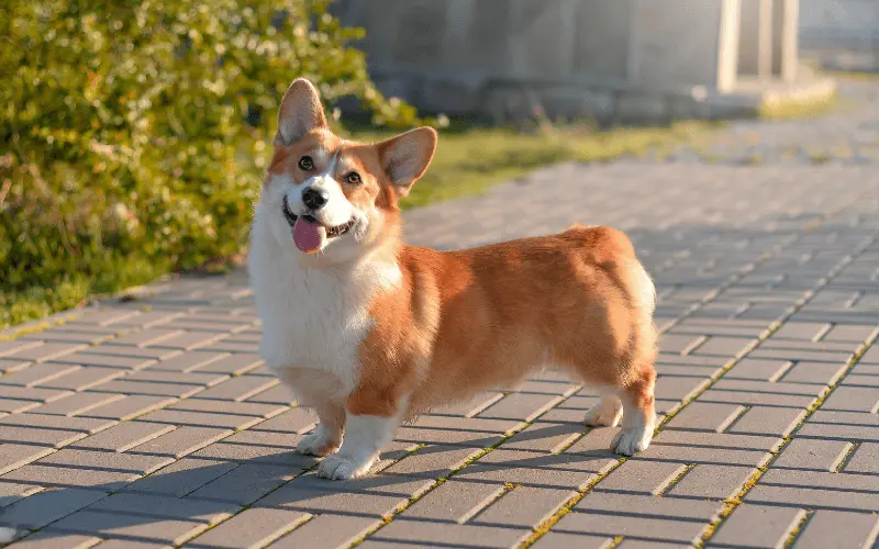 greenhero_ratgeber_corgi greenhero_ratgeber_corgi