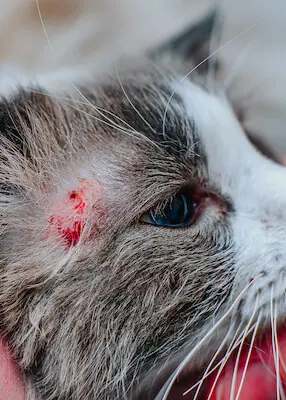 greenhero_katzen_wunden_juckreiz