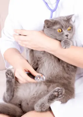 greenhero_katzen_magen_darm_01