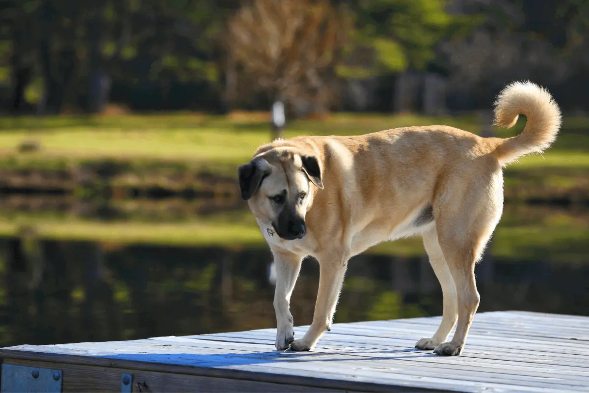 greenhero_blog_kangal greenhero_blog_kangal