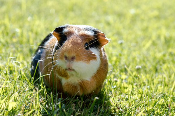 Meerschweinchen-Milben Meerschweinchen-Milben