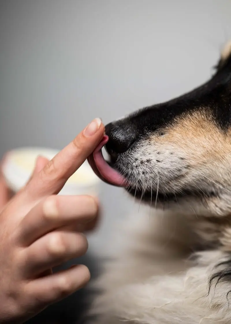 Nasen- und Schnauzenbalsam für Hunde