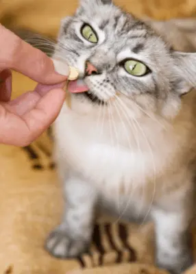 greenhero_katzen_vitamine