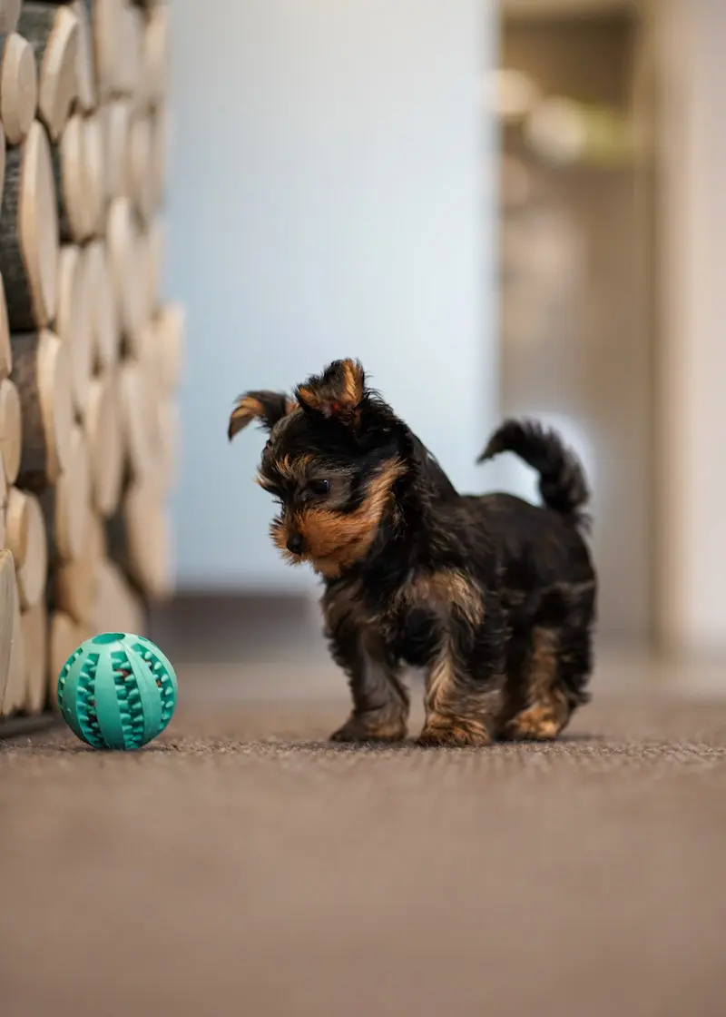 Zahnpflegeball Kauspielzeug für Hunde und Katzen