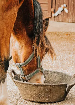 greenhero_pferde_oele