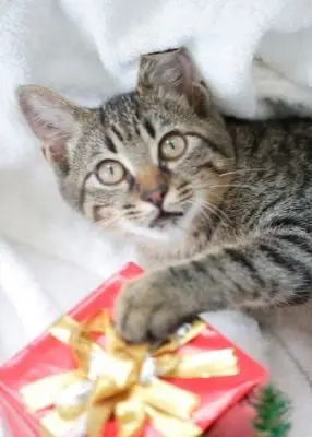 greenhero_kategorie_geschenk_katze