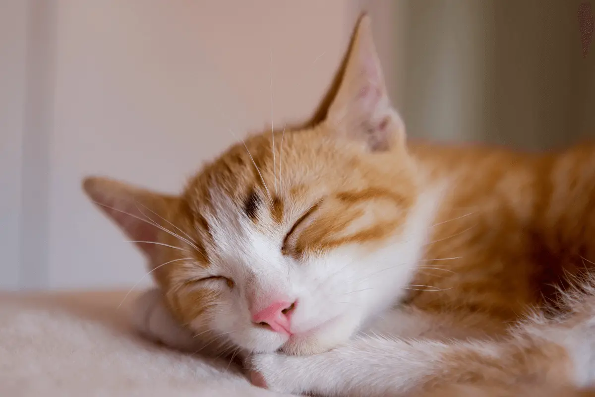 greenhero_ratgeber_schlafende_katze greenhero_ratgeber_schlafende_katze