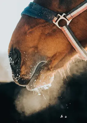 greenhero_pferde_atemwege_druse