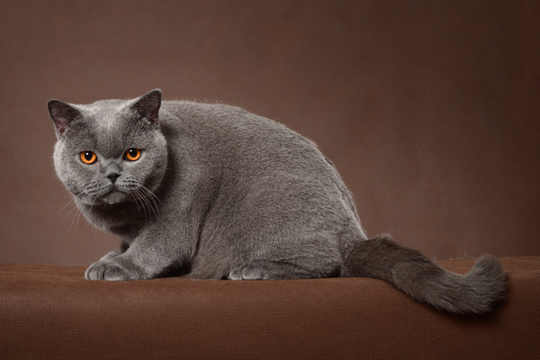 Britisch-Kurzhaar britisch-kurzhaar