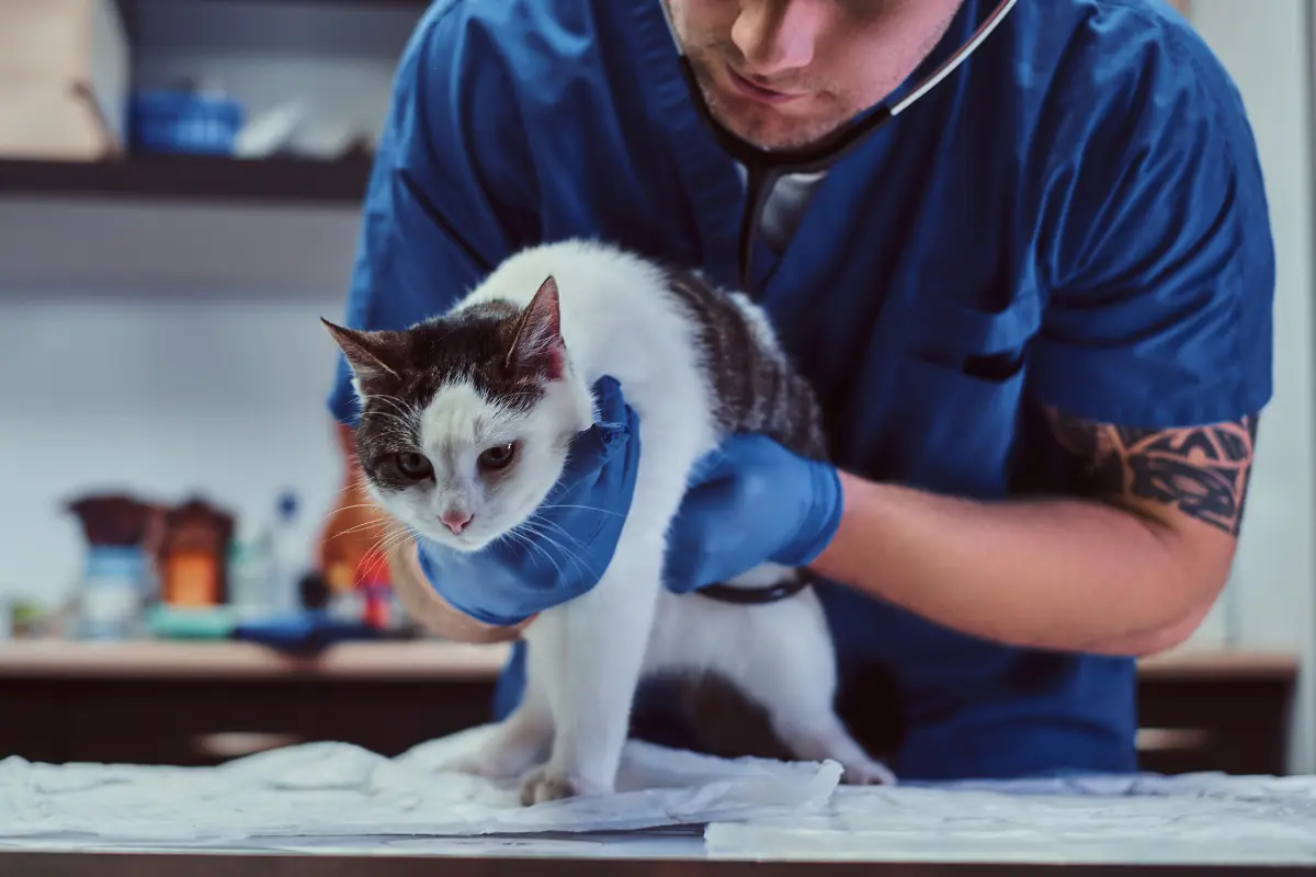 Kranke-Katze kranke-katze