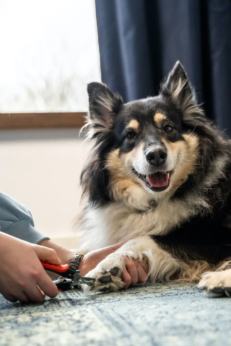 greenhero_krallenschere_anwendung_07