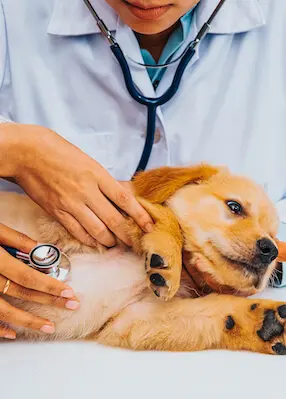 greenhero_hunde_magen_darm