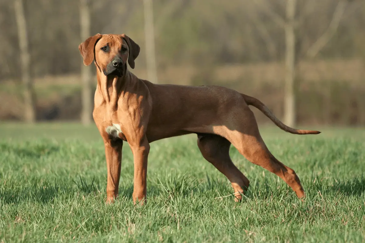 greenhero_ratgeber_rhodesian_ridgeback-1 greenhero_ratgeber_rhodesian_ridgeback-17e423