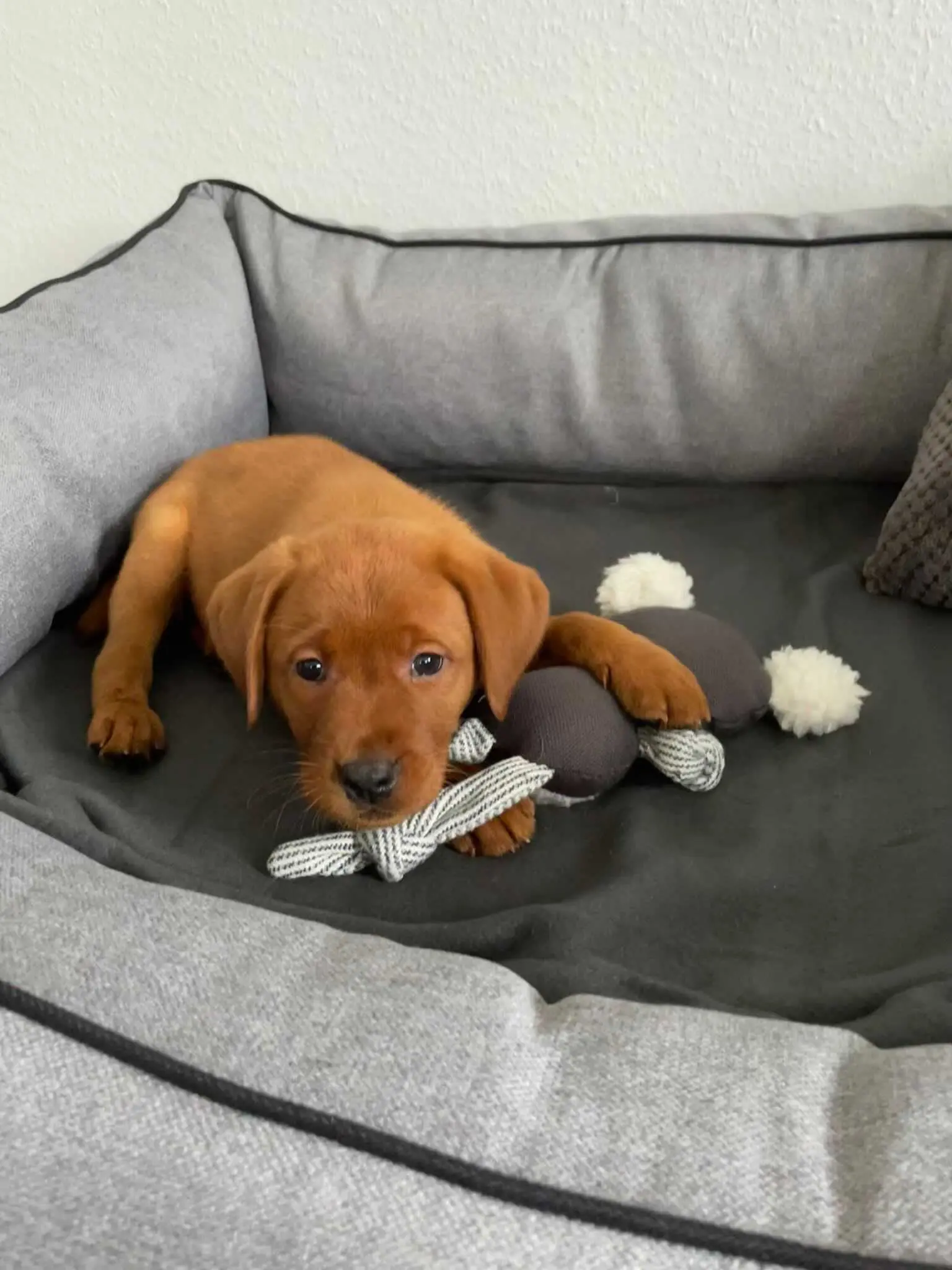 greenhero_kuscheltiere_koala_02