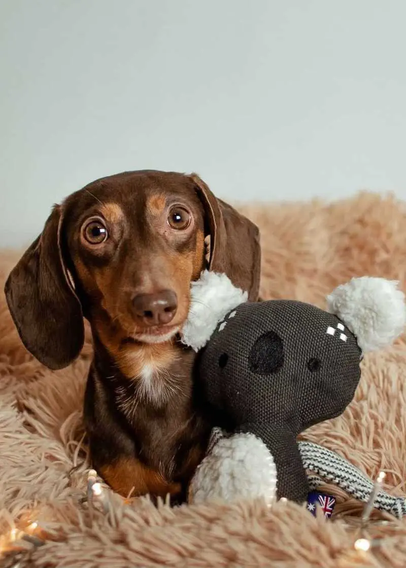 Hundespielzeug Koala