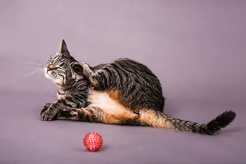 Milben_bei_Katzen3 milben_bei_katzen3