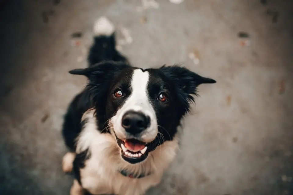 hund-green-hero-ratgeber